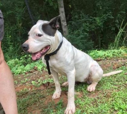 Callie, a Adoptable mixed breed in Sautee Nacoochee, GA image 5/8