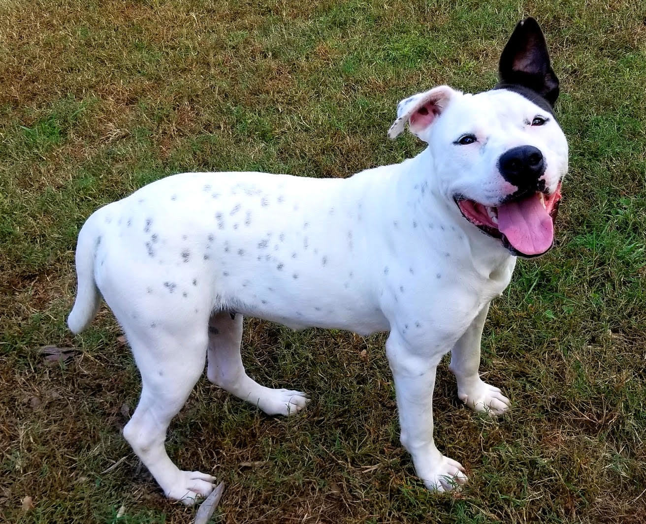 Callie, a Adoptable mixed breed in Sautee Nacoochee, GA image 6/8