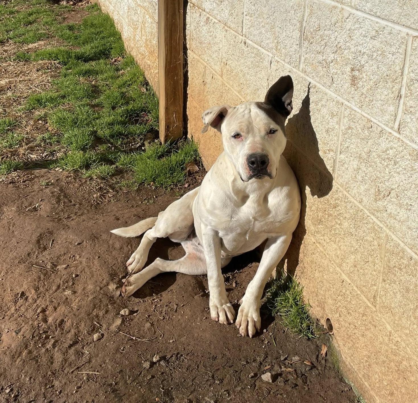 Enlarge Callie, a Adoptable mixed breed in Sautee Nacoochee, GA image 1/5
