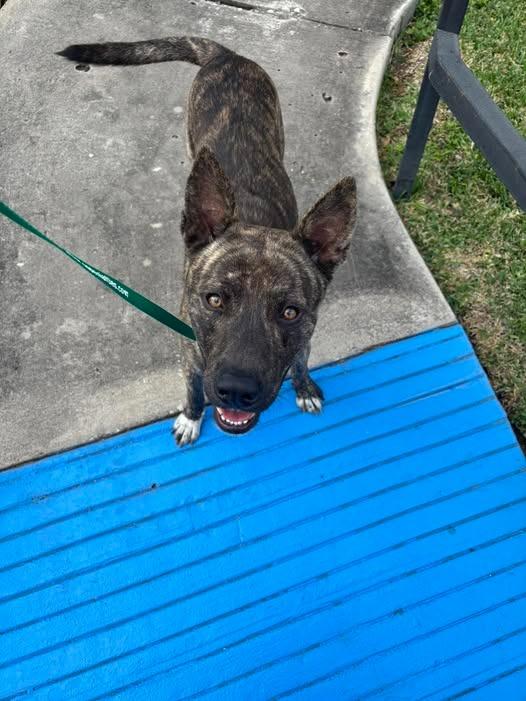 Enlarge Jasper, a Adoptable German Shepherd Dog in Humble, TX image 1/1