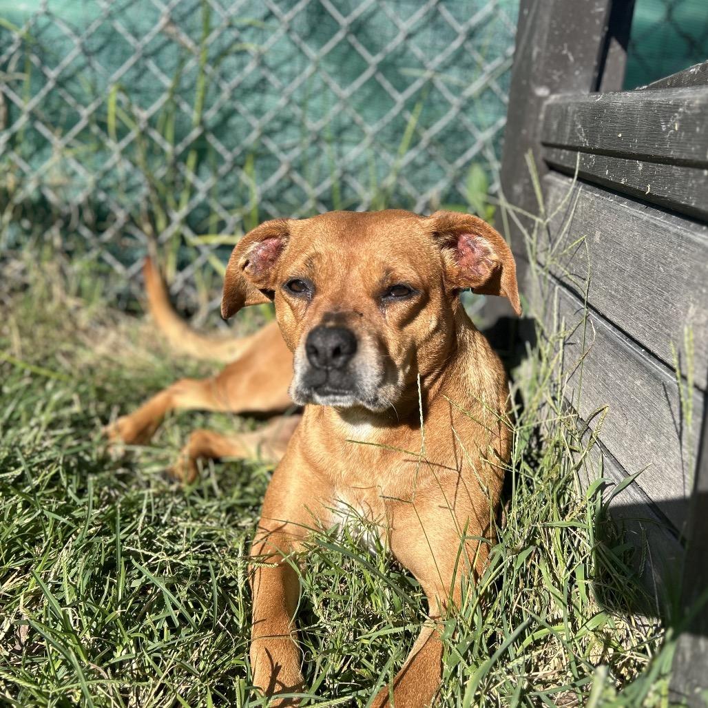 Puddin, Adoptable, Adult Female Mixed Breed & Mixed Breed.