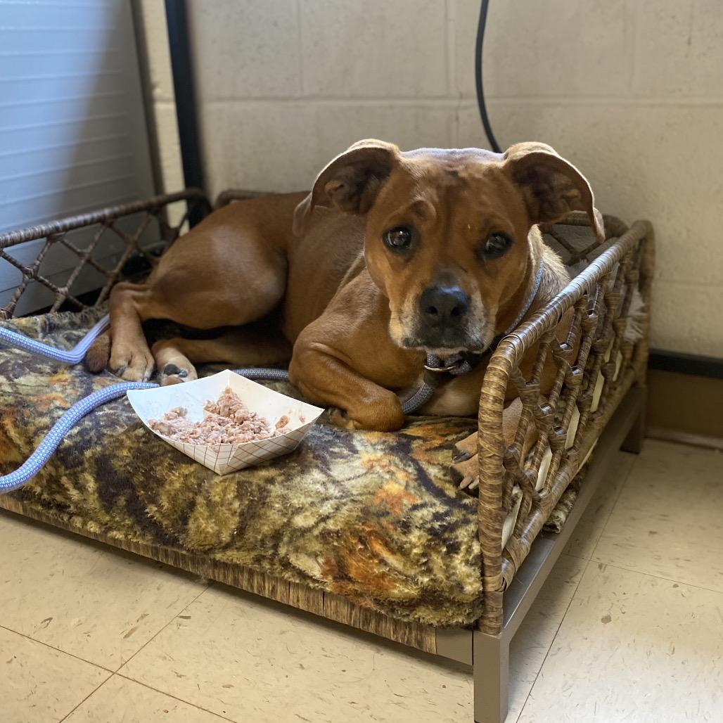 Enlarge Puddin, a Adoptable mixed breed in Caryville, TN image 2/6