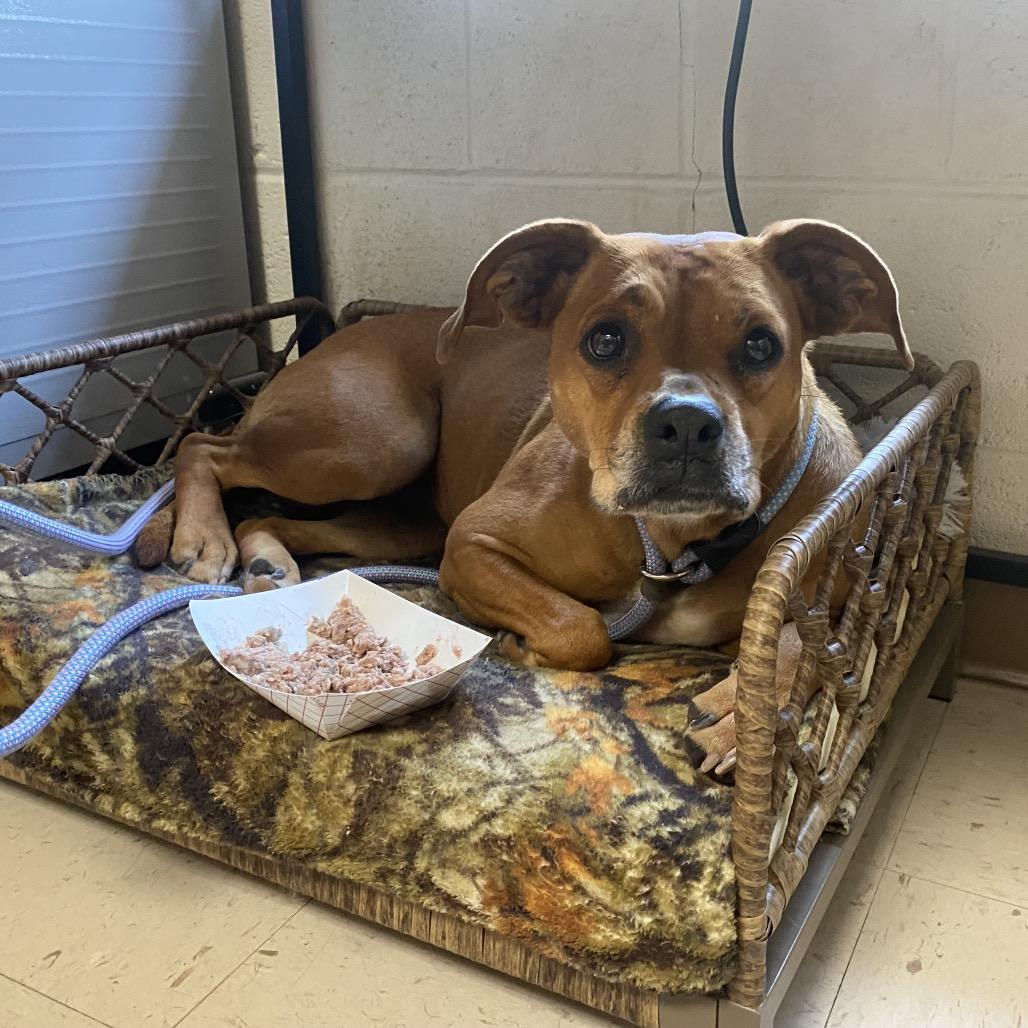 Enlarge Puddin, a Adoptable mixed breed in Caryville, TN image 3/6