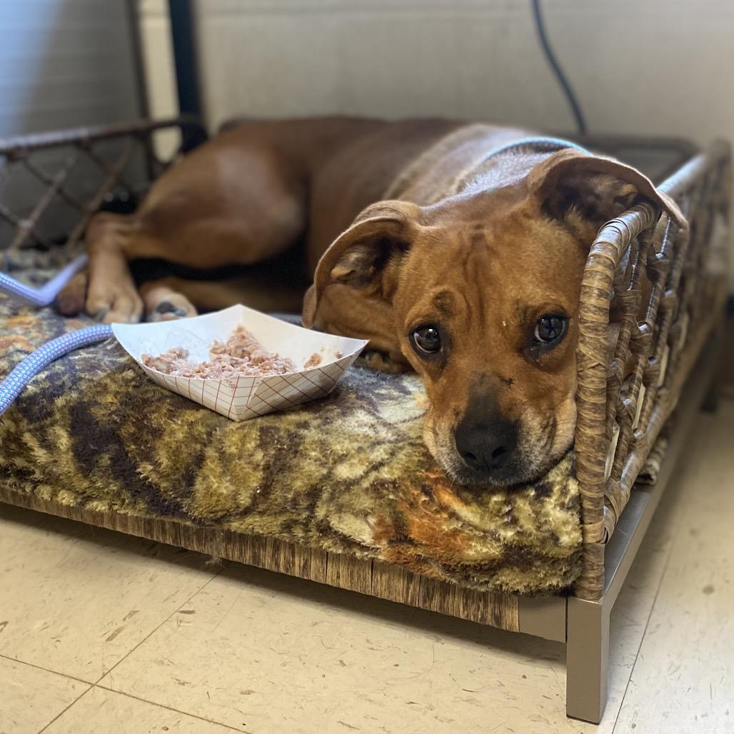 Enlarge Puddin, a Adoptable mixed breed in Caryville, TN image 4/6