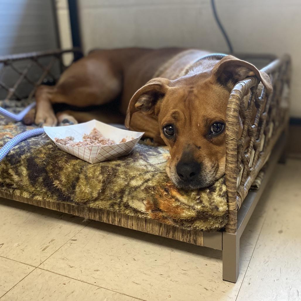 Enlarge Puddin, a Adoptable mixed breed in Caryville, TN image 5/6