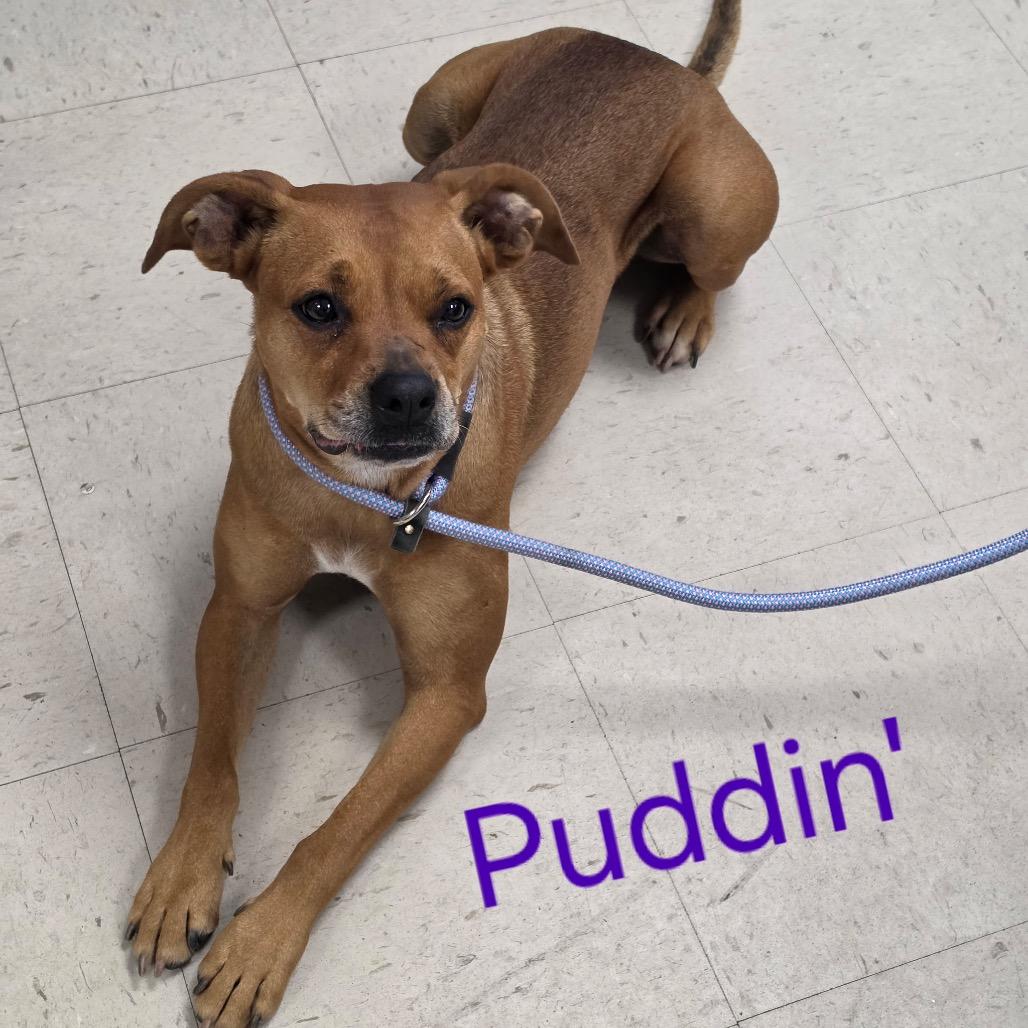 Enlarge Puddin, a Adoptable mixed breed in Caryville, TN image 6/6