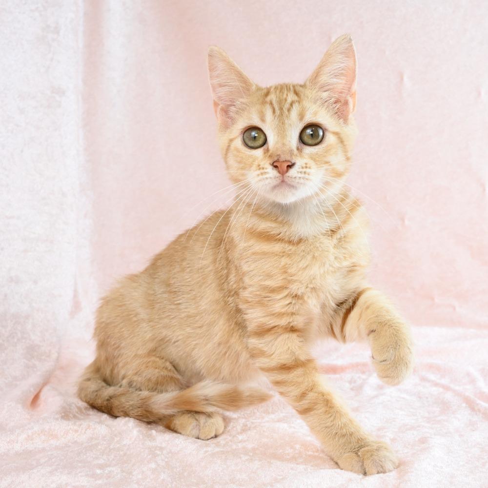 Rose, Adoptable, Kitten Female Domestic Short Hair.