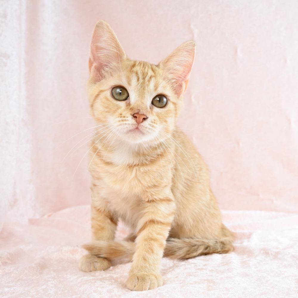 Enlarge Rose, a Adoptable Domestic Short Hair in Mobile, AL image 2/6