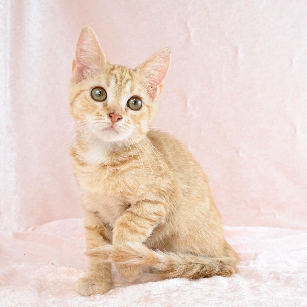 Enlarge Rose, a Adoptable Domestic Short Hair in Mobile, AL image 3/6