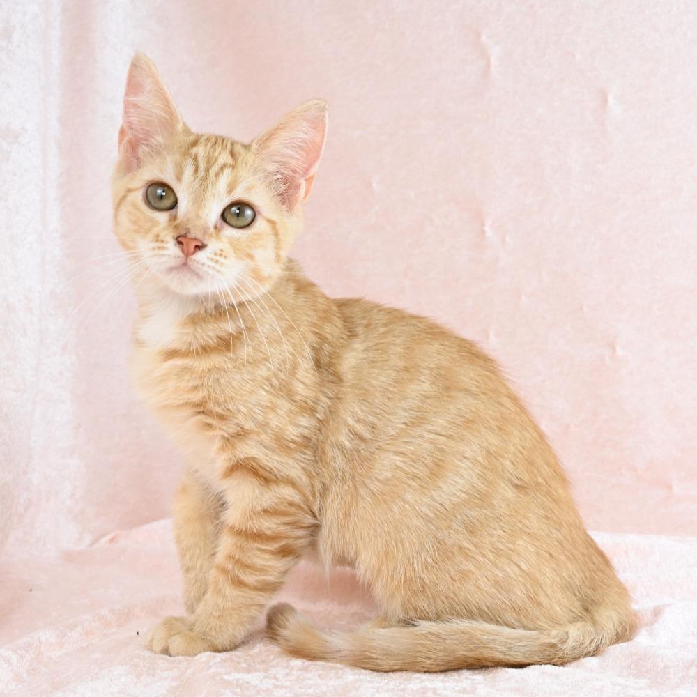 Enlarge Rose, a Adoptable Domestic Short Hair in Mobile, AL image 4/6