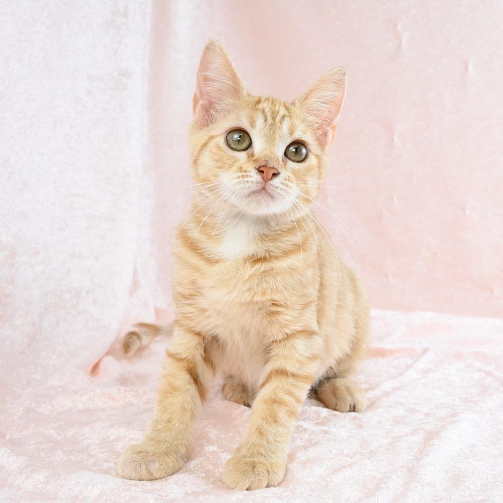 Enlarge Rose, a Adoptable Domestic Short Hair in Mobile, AL image 5/6