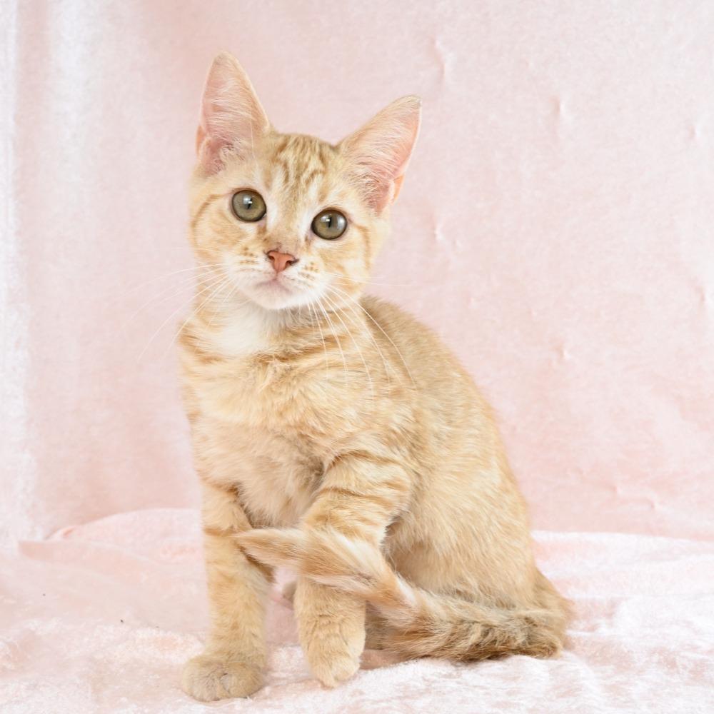 Enlarge Rose, a Adoptable Domestic Short Hair in Mobile, AL image 6/6