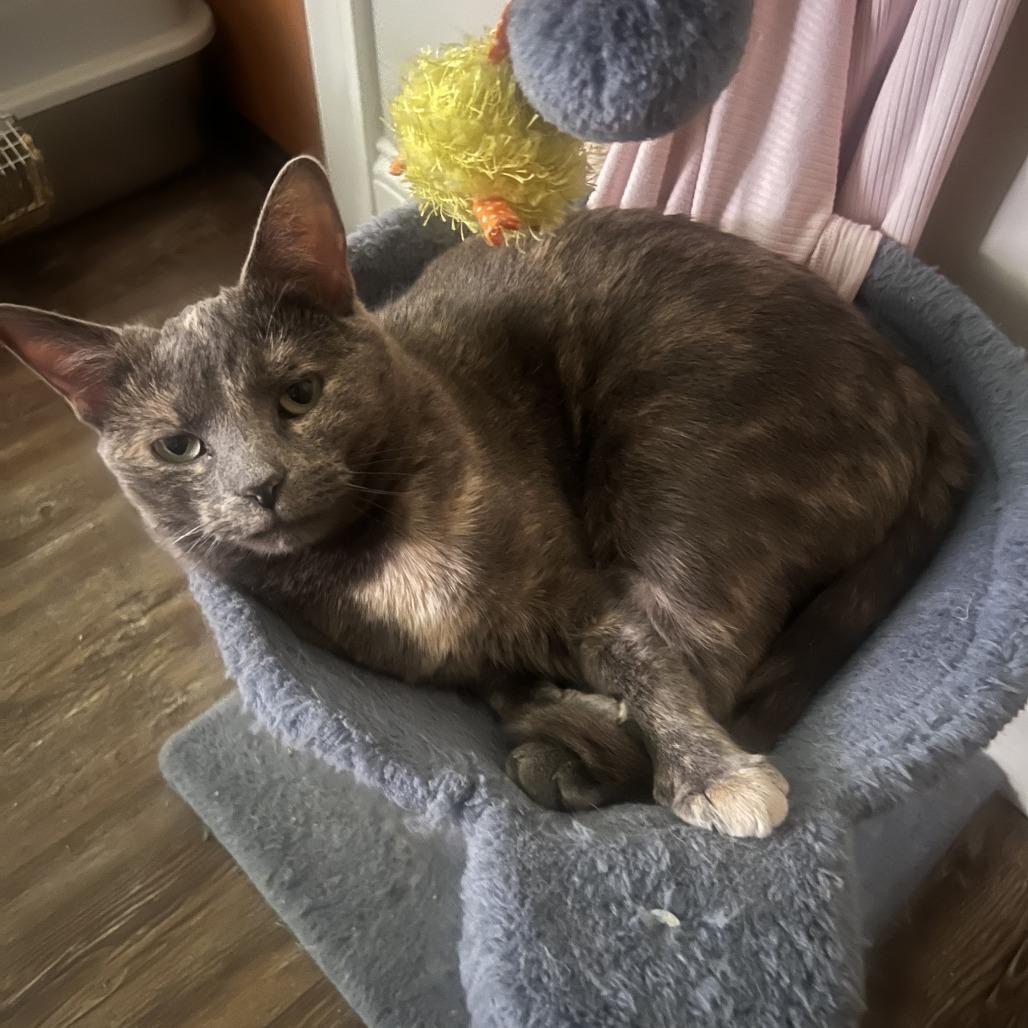 Wilma- $25 Bissell Sponsored Adoption Fee!, Adoptable, Adult Female Domestic Short Hair.