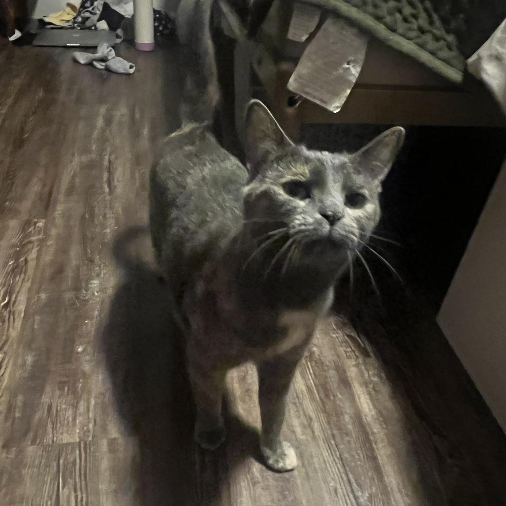 Wilma- $25 Bissell Sponsored Adoption Fee!, a Adoptable Domestic Short Hair in Staten Island, NY image 2/6