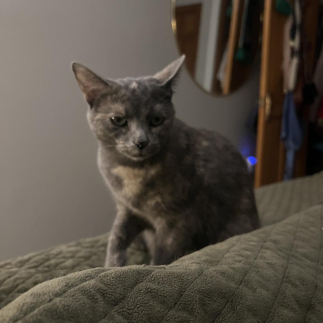 Wilma- $25 Bissell Sponsored Adoption Fee!, a Adoptable Domestic Short Hair in Staten Island, NY image 3/6