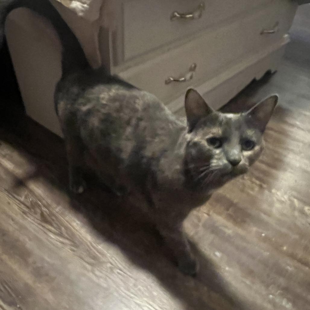 Wilma- $25 Bissell Sponsored Adoption Fee!, a Adoptable Domestic Short Hair in Staten Island, NY image 4/6