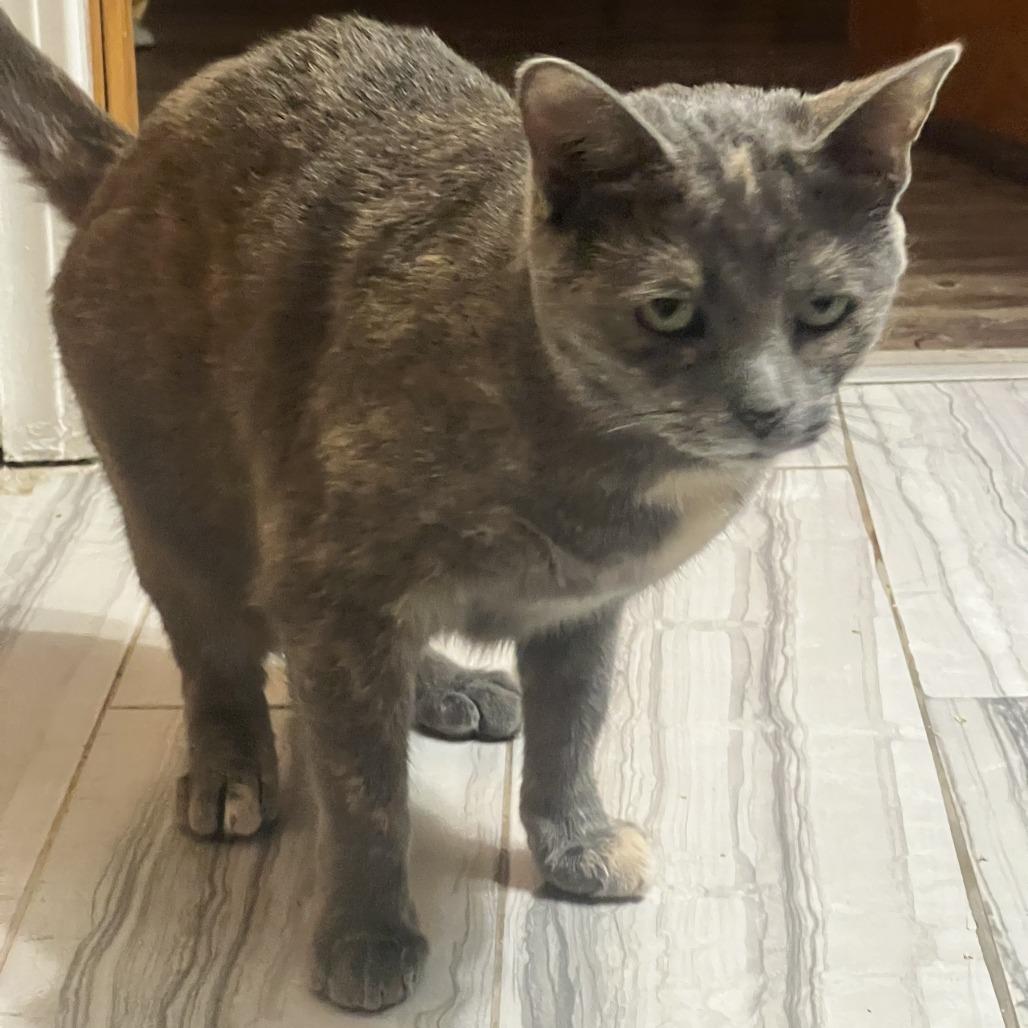 Wilma- $25 Bissell Sponsored Adoption Fee!, a Adoptable Domestic Short Hair in Staten Island, NY image 5/6