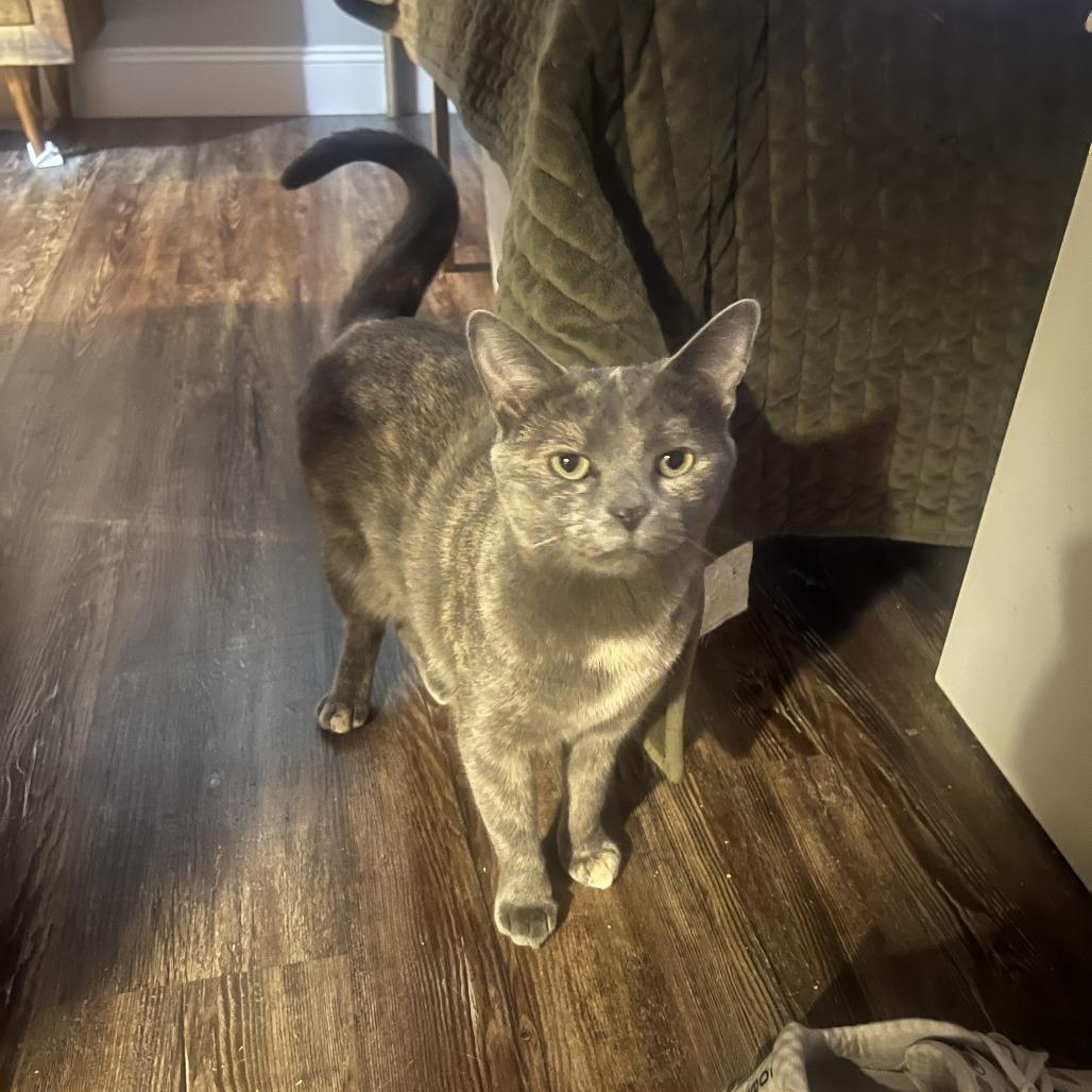 Wilma- $25 Bissell Sponsored Adoption Fee!, a Adoptable Domestic Short Hair in Staten Island, NY image 6/6