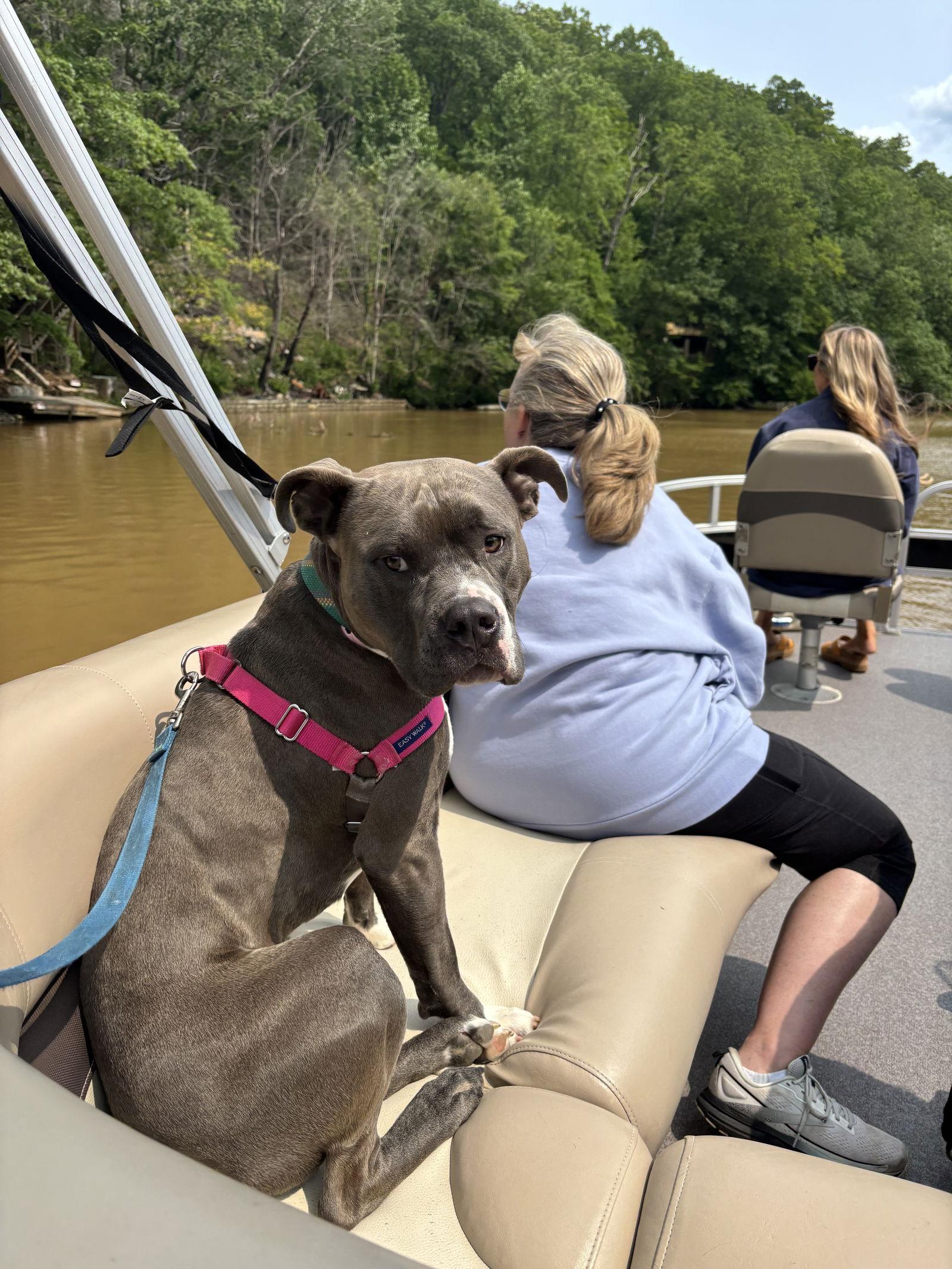 Enlarge Ranger, a Adoptable mixed breed in Baltimore, MD image 1/3