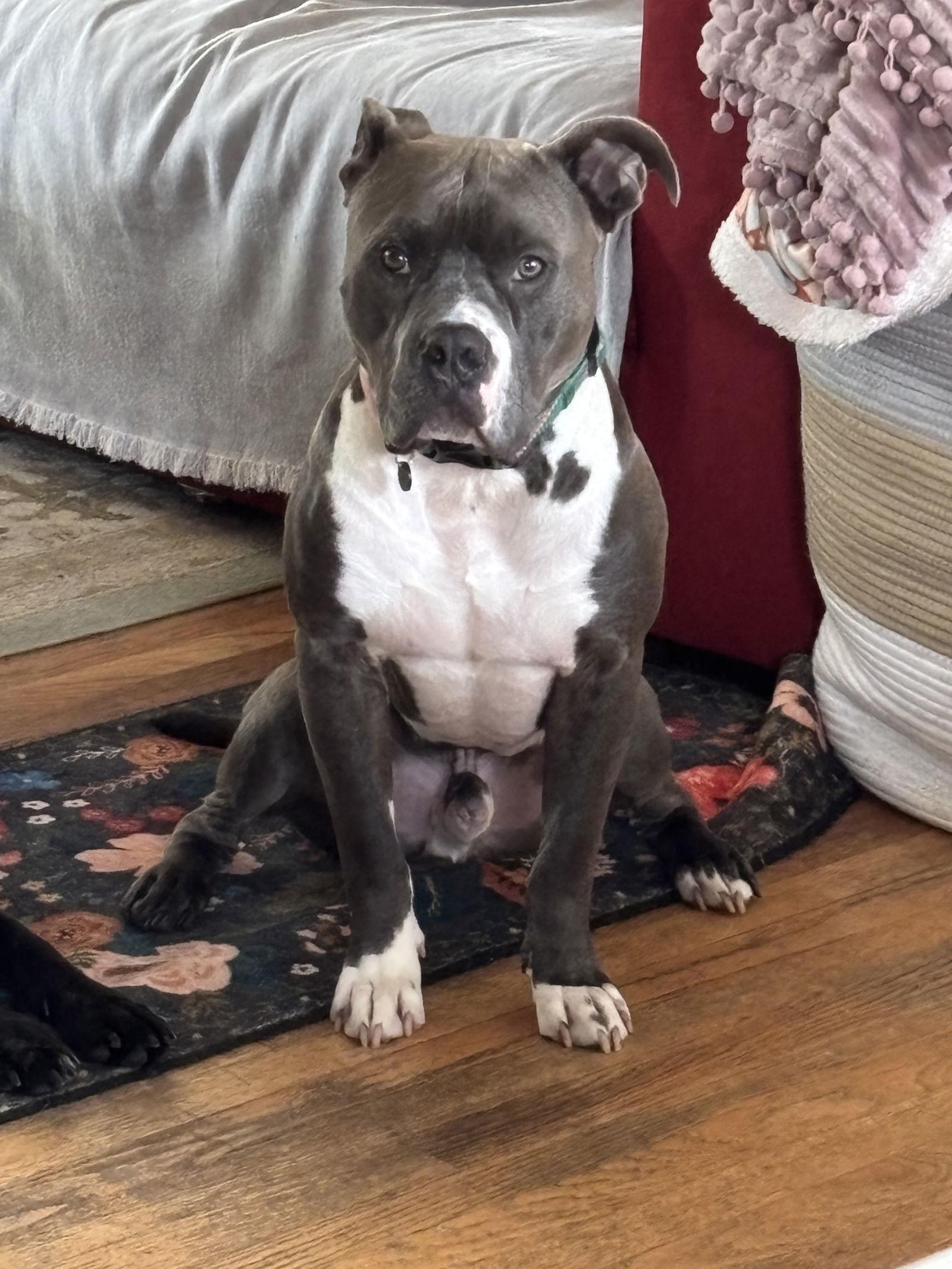 Enlarge Ranger, a Adoptable mixed breed in Baltimore, MD image 3/3