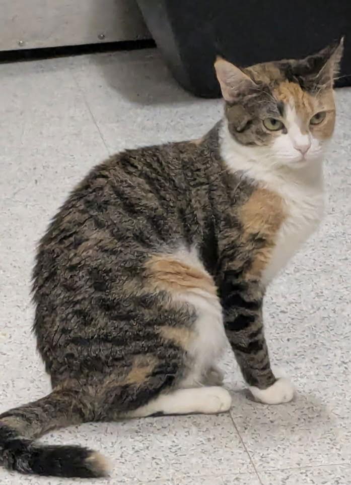 Enlarge Georgia Peach, a Adoptable Calico in Phoenix, AZ image 1/3