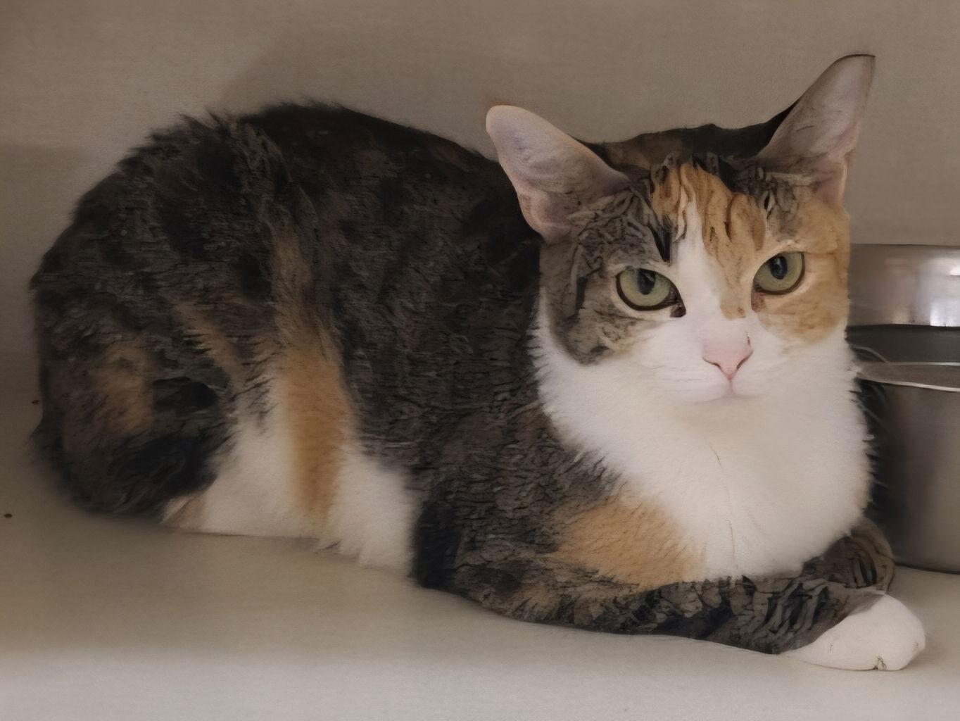 Enlarge Georgia Peach, a Adoptable Calico in Phoenix, AZ image 2/3