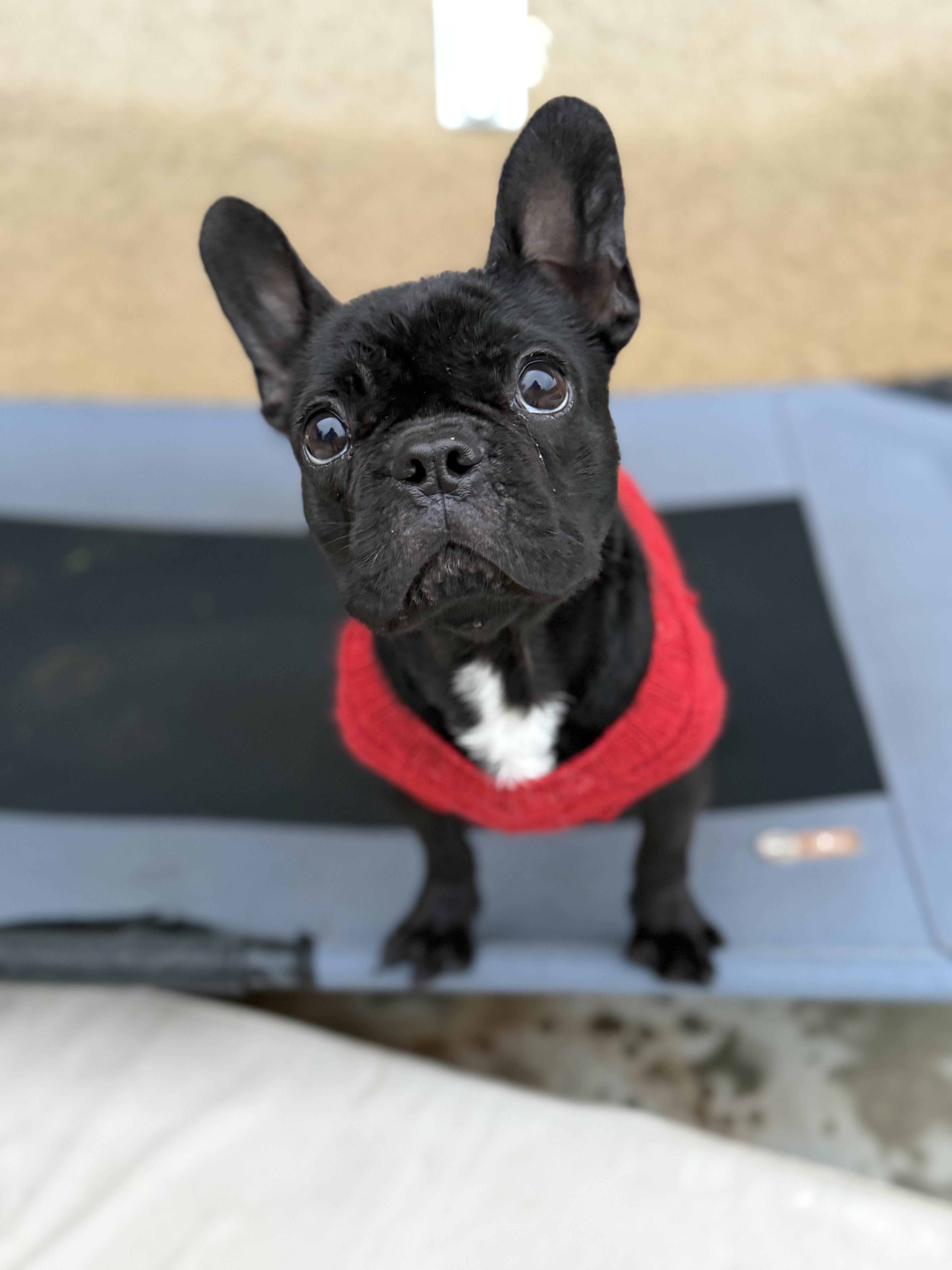 Patrick, ADOPTABLE, Young Male French Bulldog.