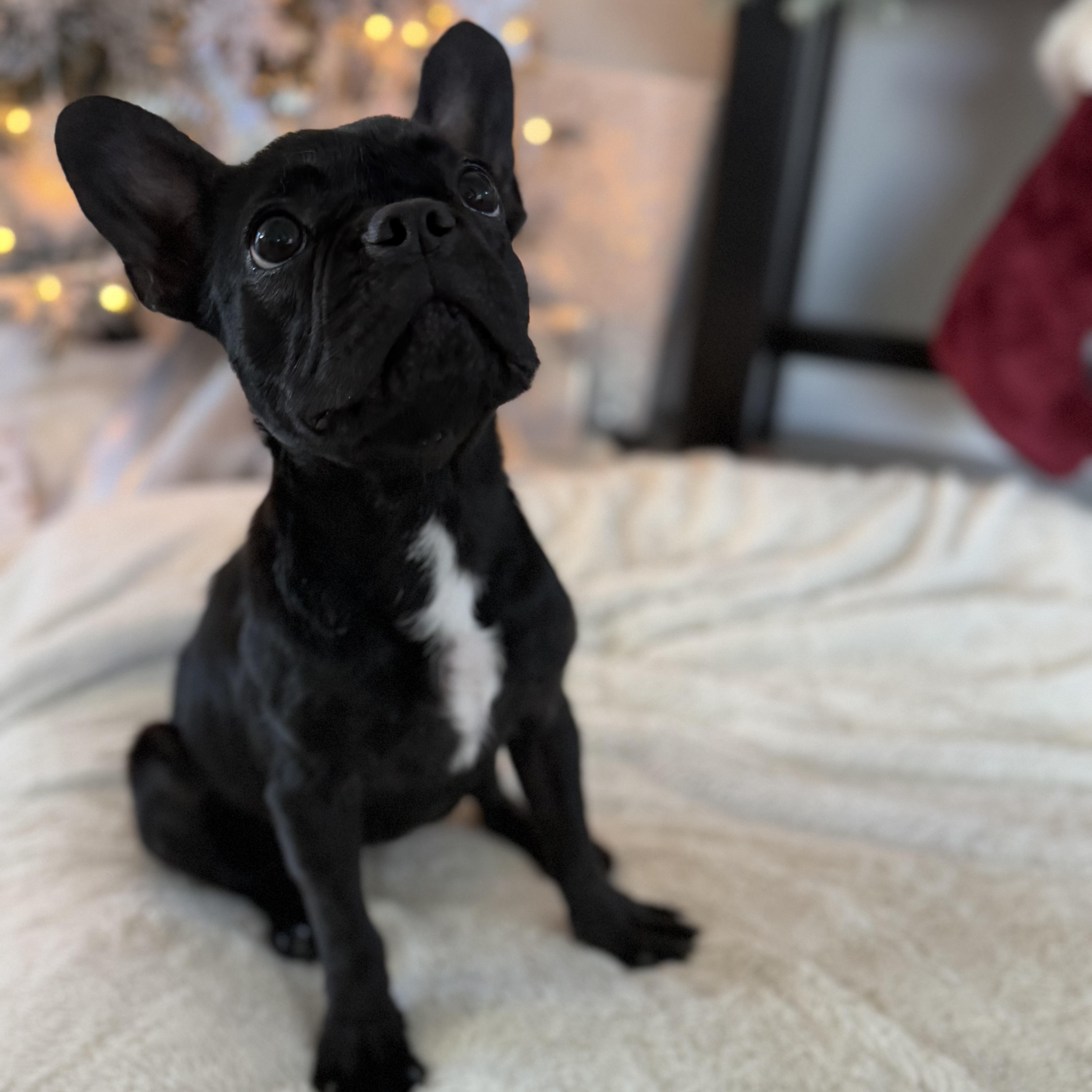 Enlarge Patrick, a ADOPTABLE French Bulldog in Palmdale, CA image 2/5