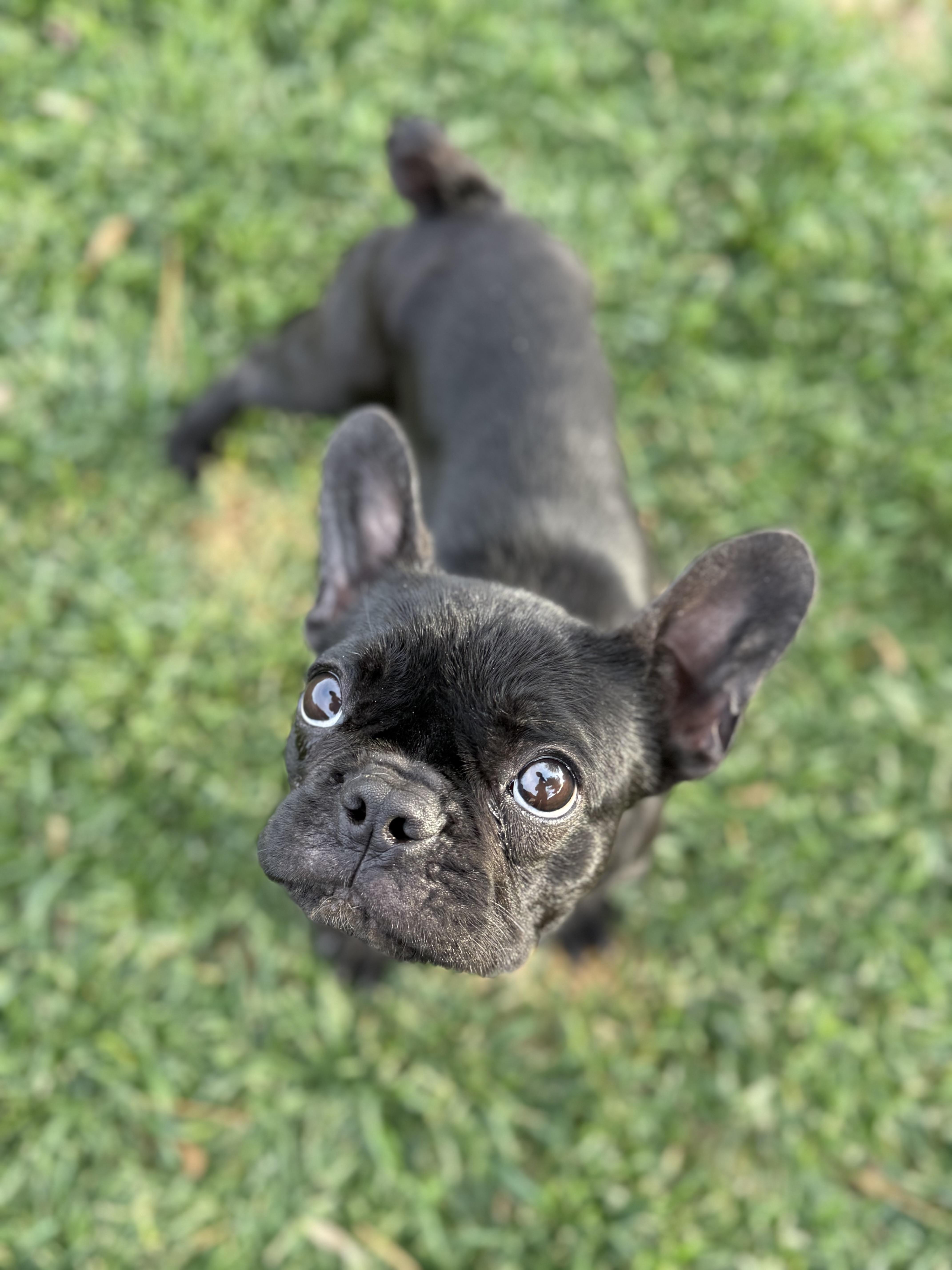 Enlarge Patrick, a ADOPTABLE French Bulldog in Palmdale, CA image 3/5