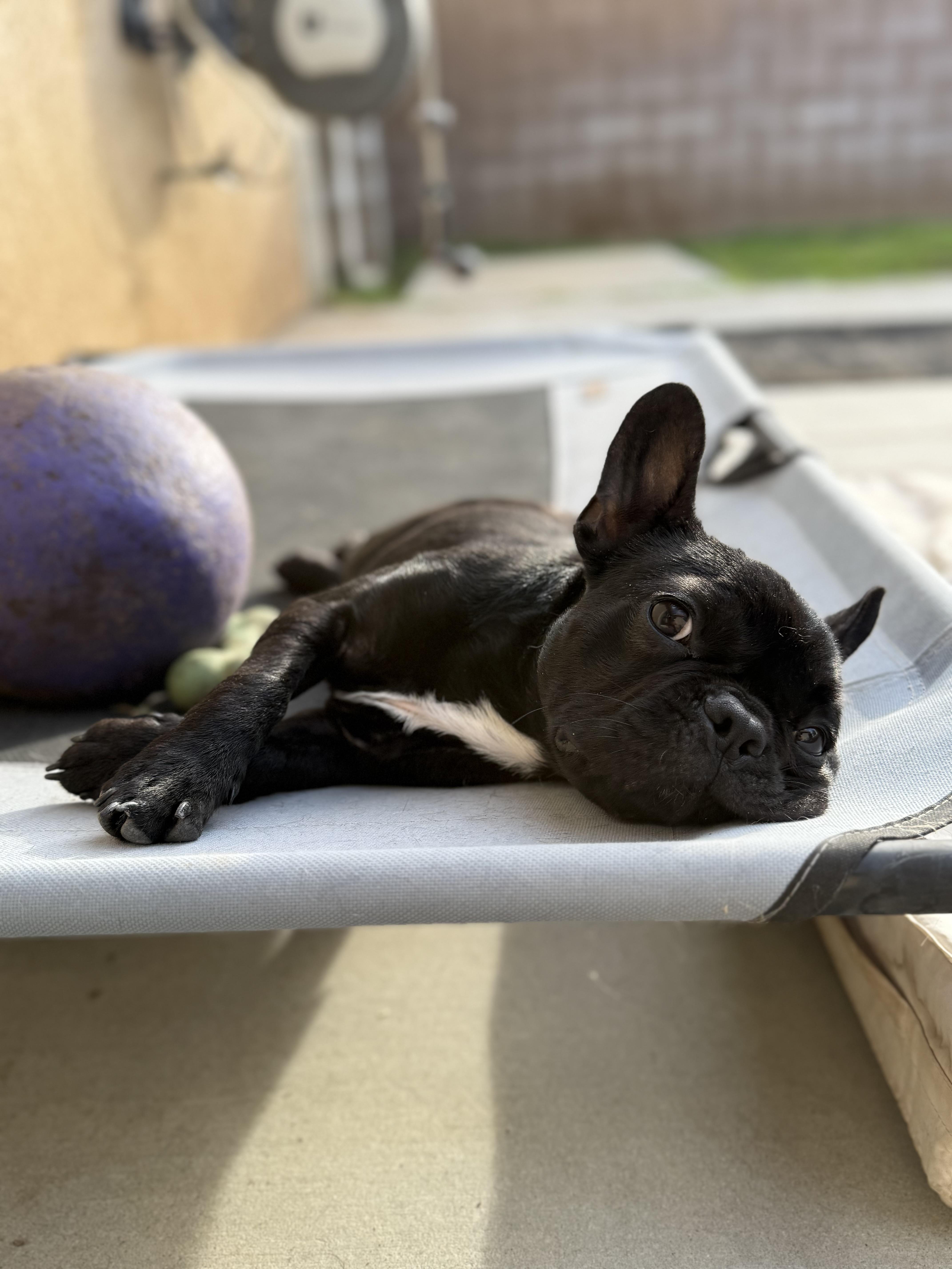 Enlarge Patrick, a ADOPTABLE French Bulldog in Palmdale, CA image 4/5