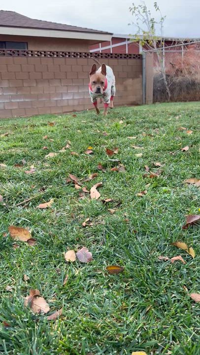 Enlarge Patrick, a ADOPTABLE French Bulldog in Palmdale, CA video 5/5