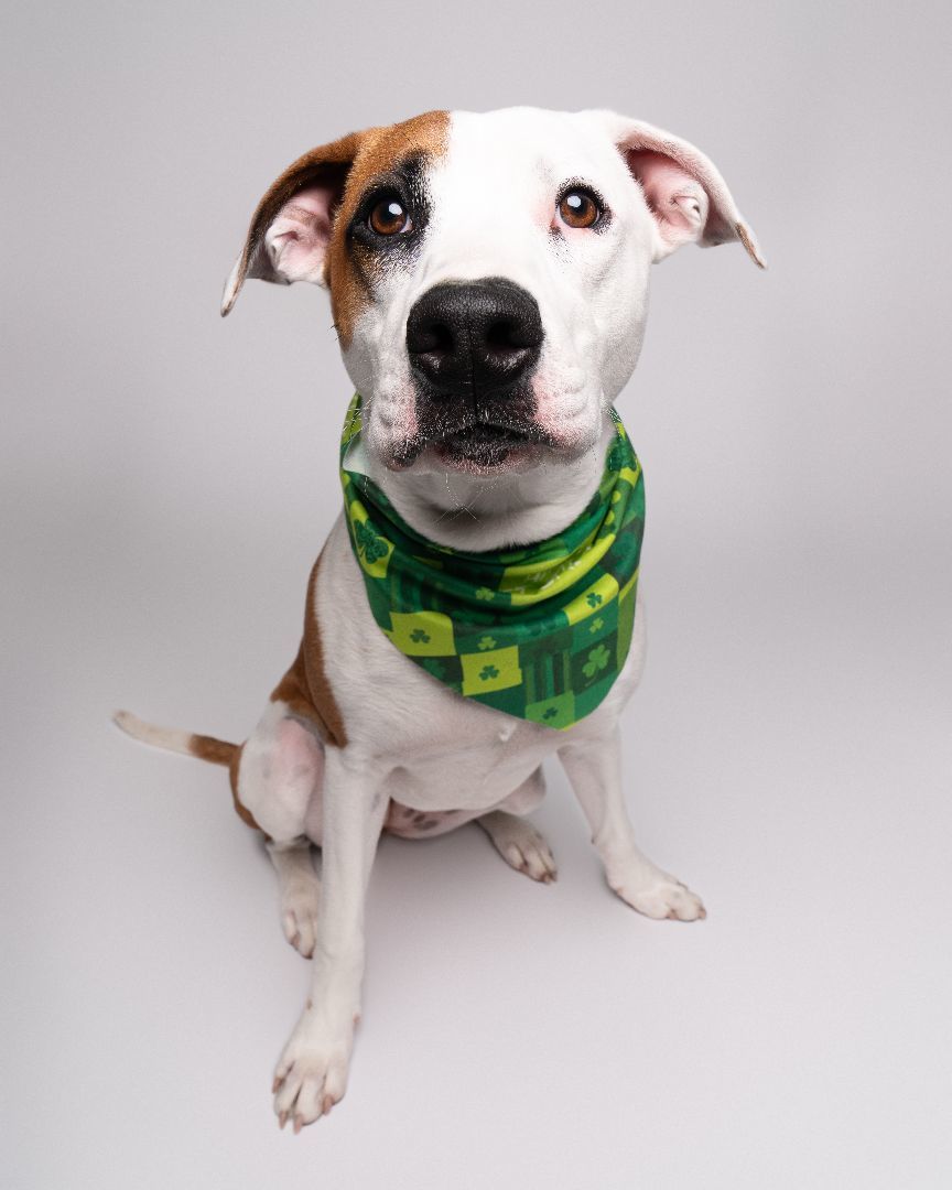 Victoria aka Torie, Adopted, Young Female American Bully.