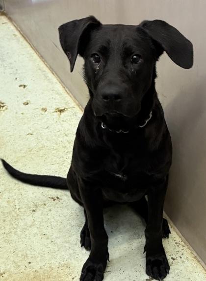 Kamila, Adoptable, Puppy Female Retriever & Mixed Breed.