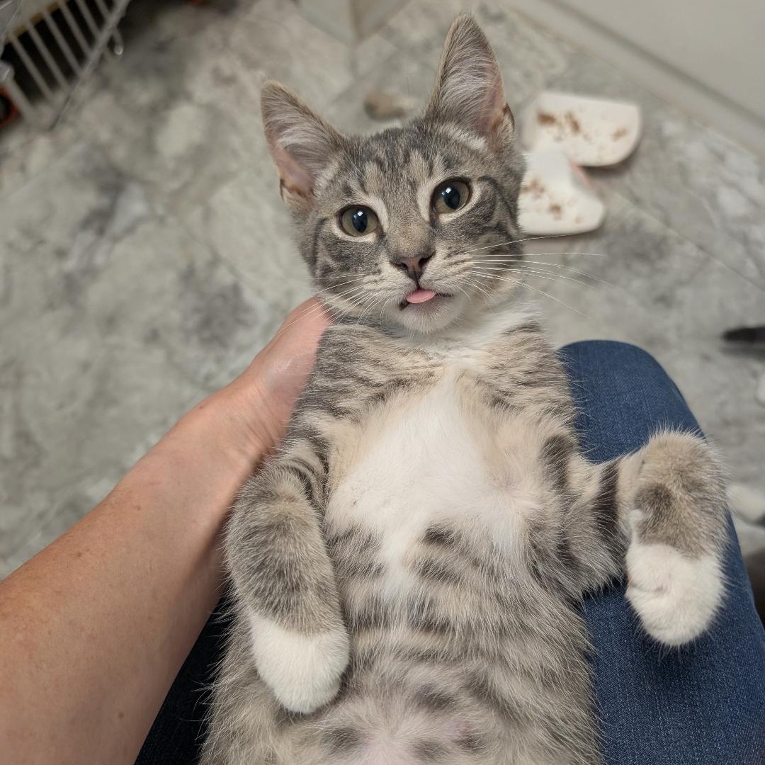 Colby, a ADOPTABLE Domestic Short Hair in Reisterstown, MD image 6/6