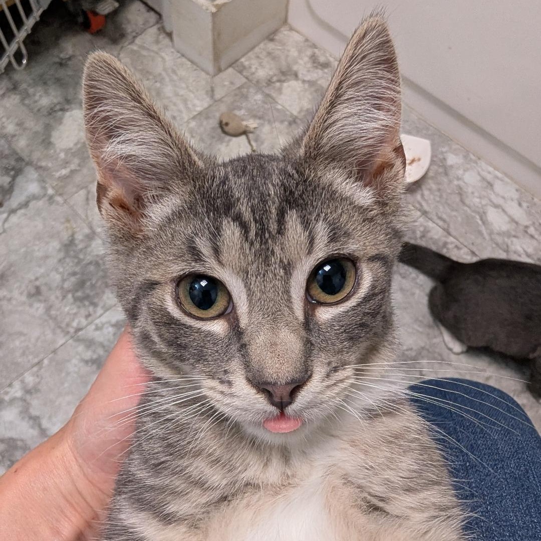 Colby, a ADOPTABLE Domestic Short Hair in Reisterstown, MD image 2/6