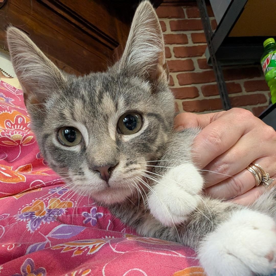 Colby, a ADOPTABLE Domestic Short Hair in Reisterstown, MD image 5/6
