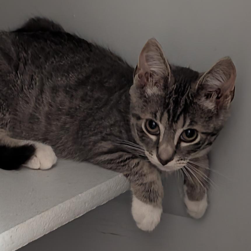 Colby, a ADOPTABLE Domestic Short Hair in Reisterstown, MD image 3/6