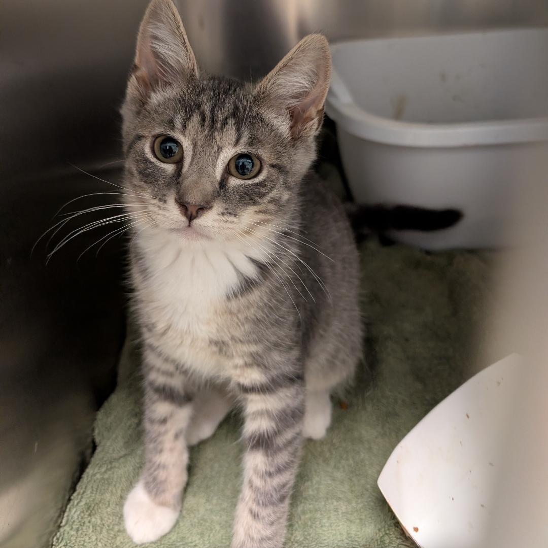 Colby, ADOPTABLE, Kitten Male Domestic Short Hair.