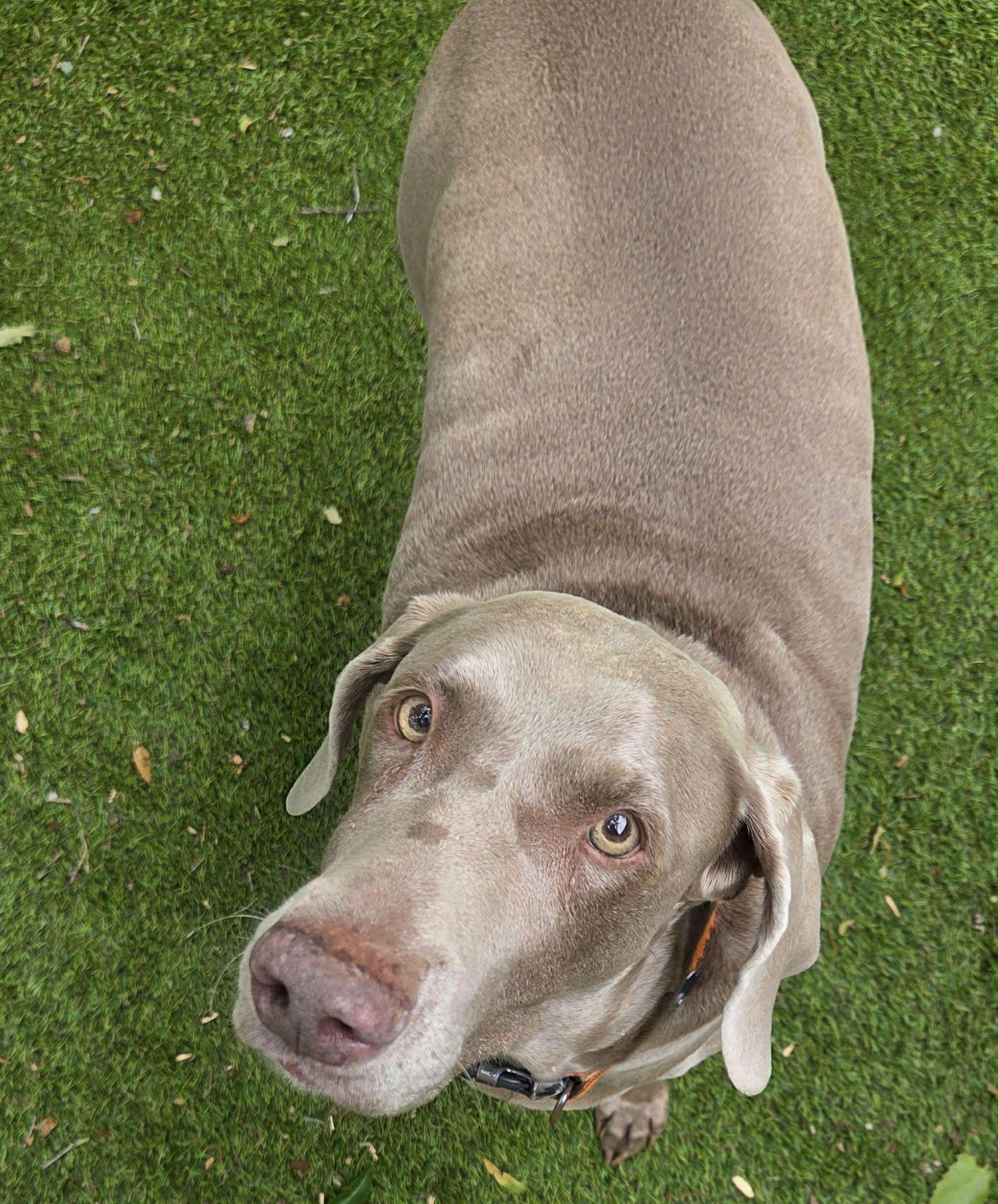 Boo Bear, Adoptable, Senior Female Weimaraner.