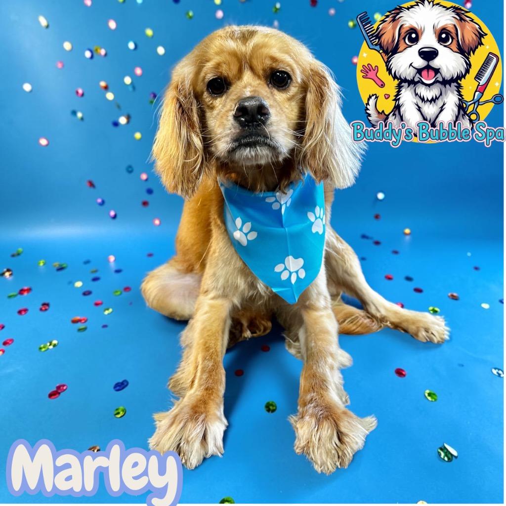 Marley, Adoptable, Adult Male Spaniel.