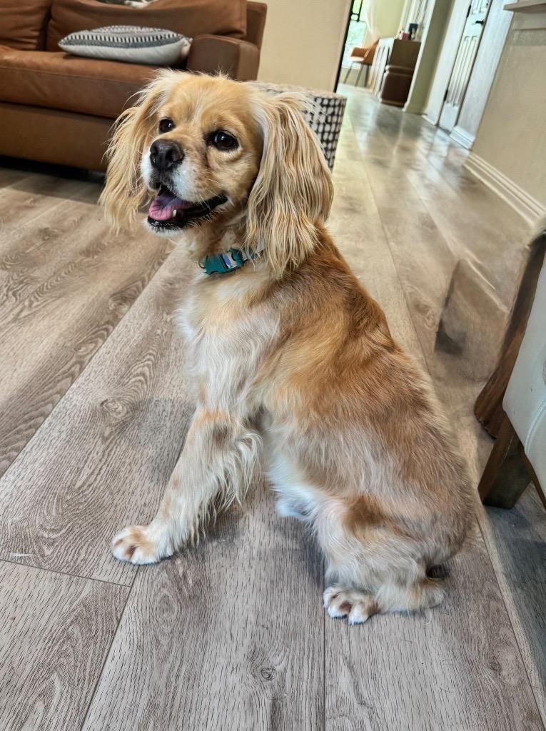 Enlarge Marley, a Adoptable Spaniel in Leander, TX image 1/6