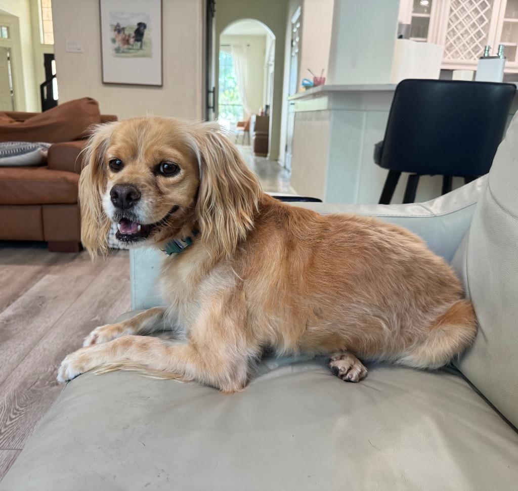 Enlarge Marley, a Adoptable Spaniel in Leander, TX image 2/6