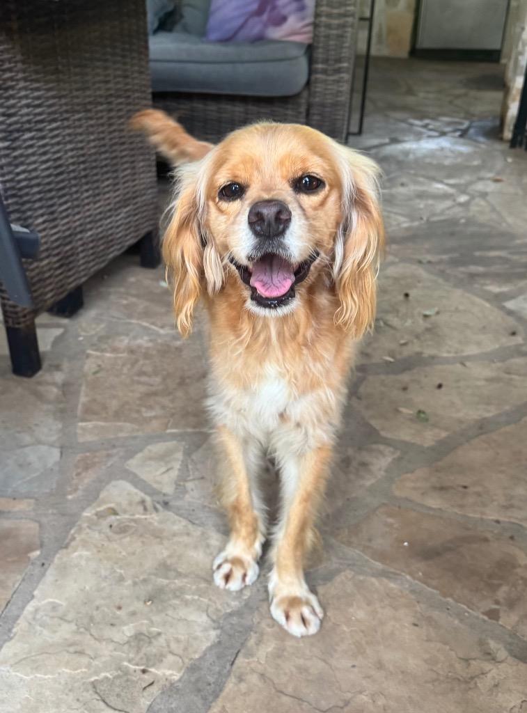 Enlarge Marley, a Adoptable Spaniel in Leander, TX image 3/6