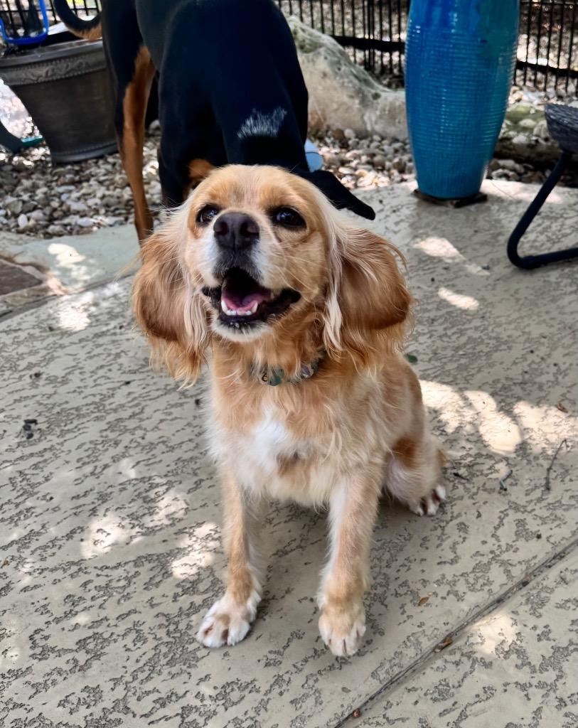 Enlarge Marley, a Adoptable Spaniel in Leander, TX image 4/6