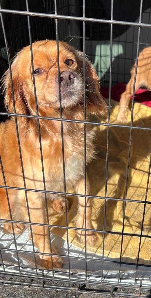 Marley, a Adoptable Spaniel in Leander, TX image 2/3