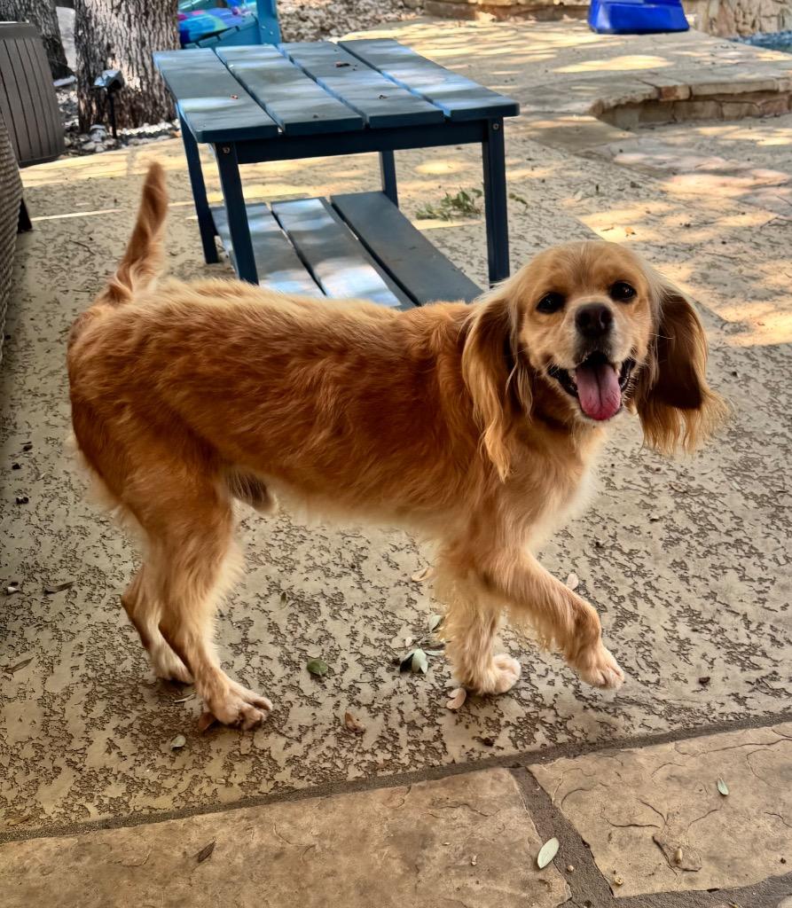 Enlarge Marley, a Adoptable Spaniel in Leander, TX image 5/6
