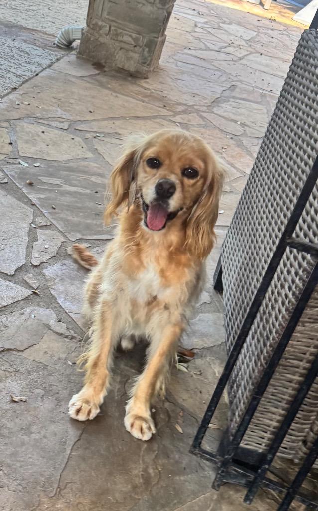 Enlarge Marley, a Adoptable Spaniel in Leander, TX image 6/6