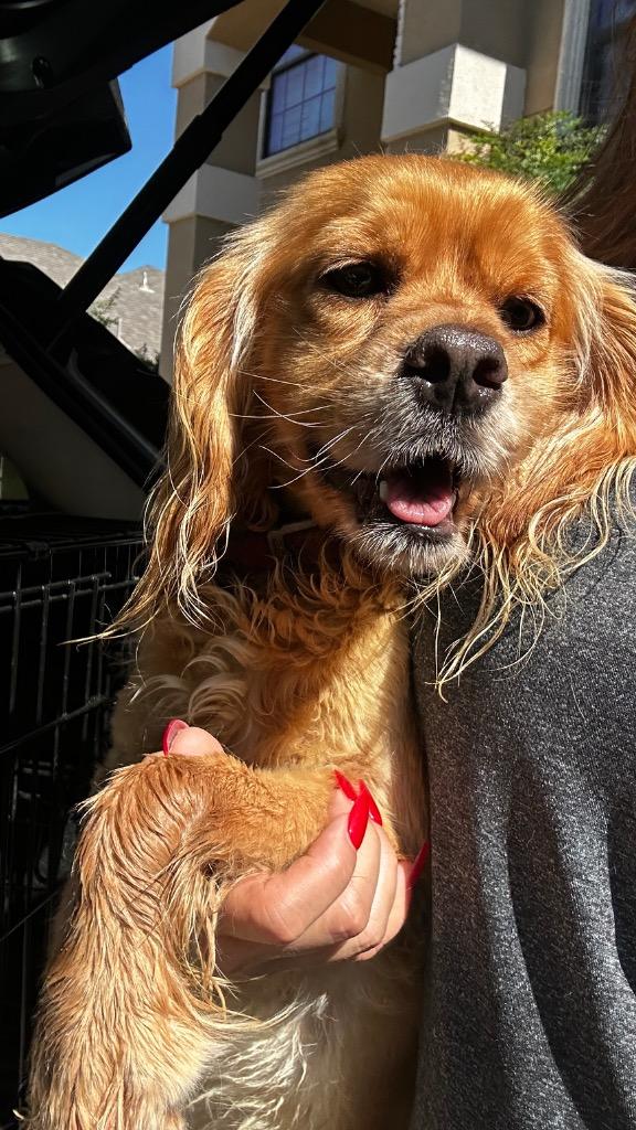 Marley, a Adoptable Spaniel in Leander, TX image 3/3