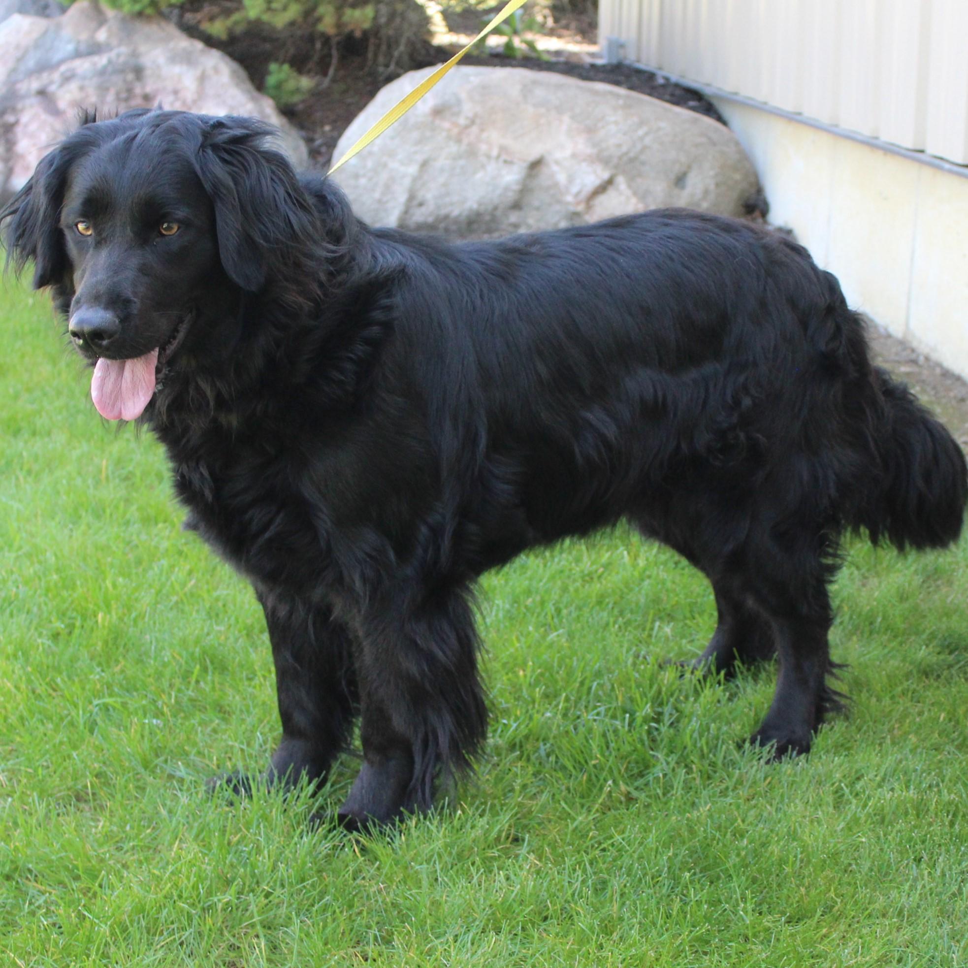 Enlarge Bailey, an adopted mixed breed in Eaton, OH image 6/6