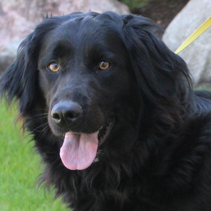 Enlarge Bailey, an adopted mixed breed in Eaton, OH image 1/6